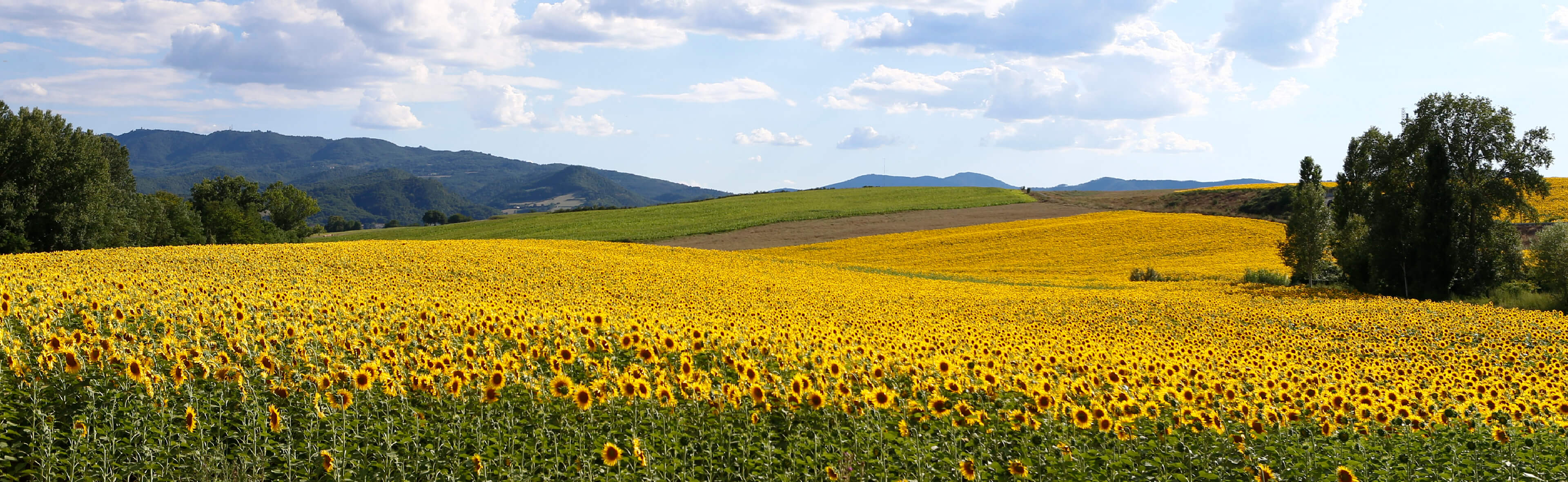 Villa Liberty Mugello panorama girasoli